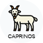 caprinos